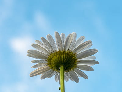 macro shot photography of white flowers thumbnail