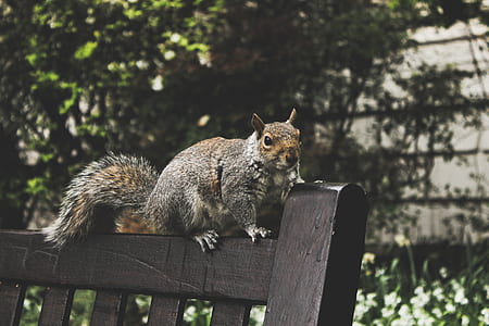 gray squirrel on black wooden bench thumbnail