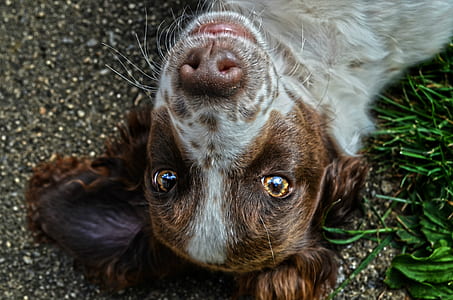 adult tan and white cocker spaniel thumbnail