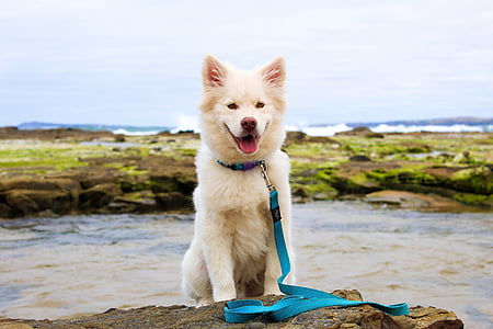 long-coated white dog with blue strap thumbnail