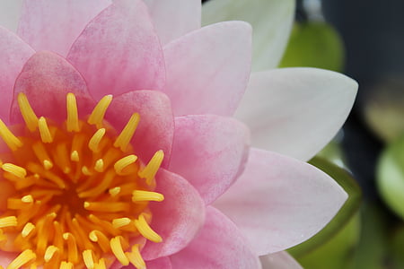 pink and white flower on macro shot thumbnail