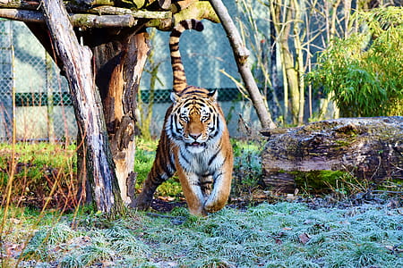 adult tiger thumbnail