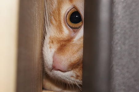 selective focus photography of orange tabby cat thumbnail