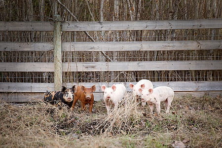 Piglets In Hay Filled Pen Photo thumbnail