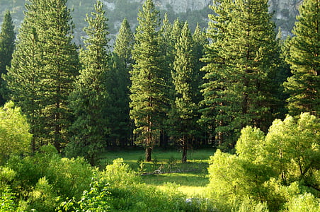 green leafed trees thumbnail