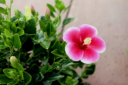 pink hibiscus flower in close-up photography thumbnail