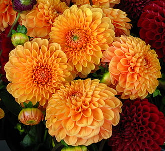 yellow and red flowers thumbnail