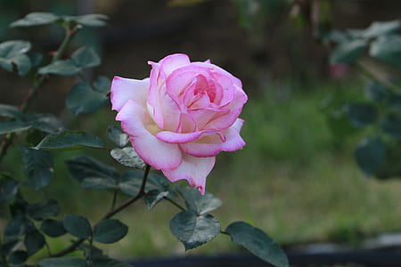 pink rose in shallow focus shot thumbnail