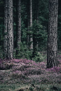 trees and flowers thumbnail