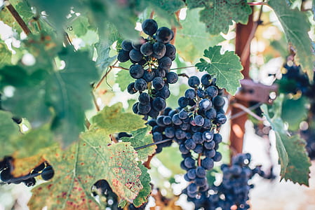 bunch of grapes thumbnail