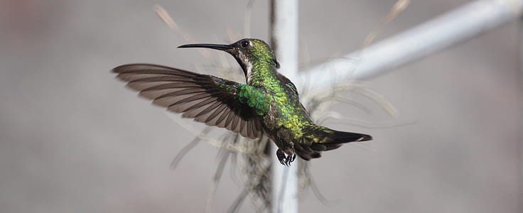 green and black hummingbird thumbnail