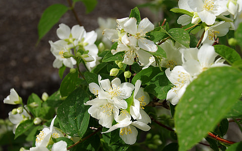 Fiore D'Angelo, Filadelfo thumbnail