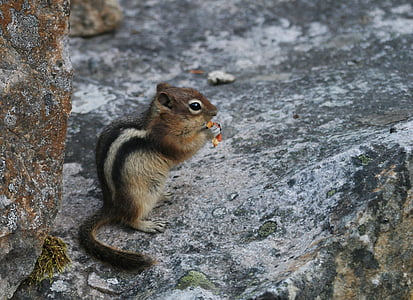 squirrel holding seed thumbnail