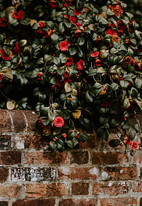 close up photography of red camellia flowers near brick wall at daytime thumbnail