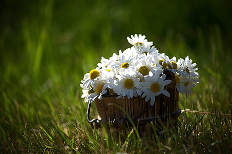 focus photo of white flowers in basket thumbnail
