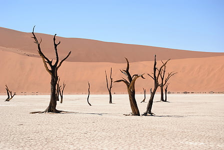 brown withered trees in desert thumbnail