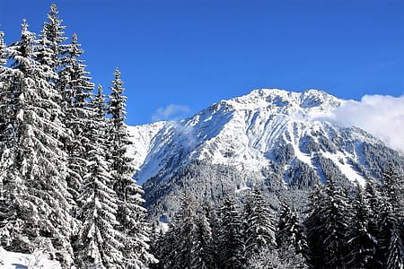 tall trees in front of mountain thumbnail