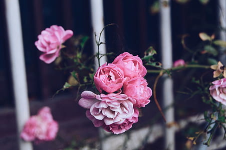 pink roses thumbnail