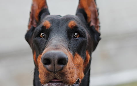 macro photography of brown and black dog thumbnail
