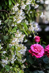 shallow focus photography of pink flowers thumbnail