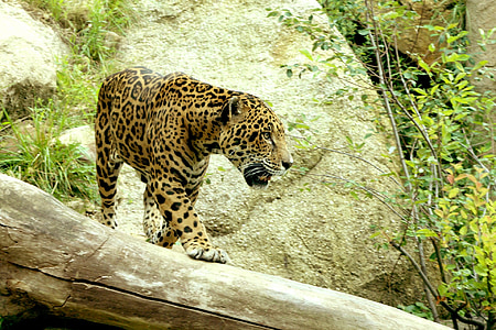 leopard on wood thumbnail