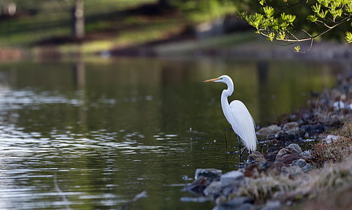 long-beaked white bird on body of water at daytime thumbnail
