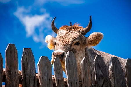 brown cow behind gray wooden fence thumbnail