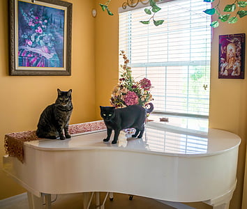 two black cats on white grand piano thumbnail