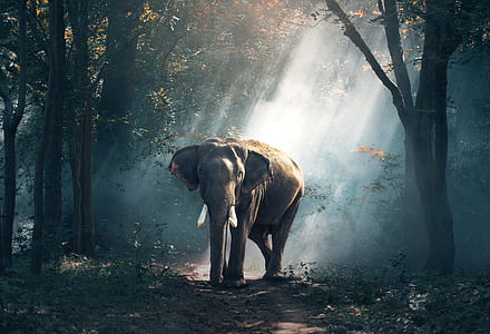 black elephant near trees thumbnail
