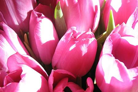pink tulips during day time thumbnail