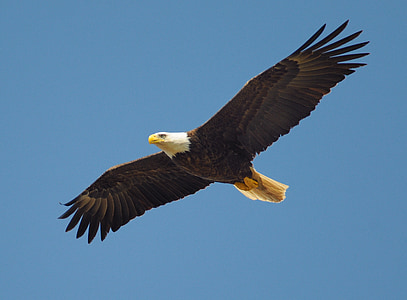 bald eagle on mid-air thumbnail