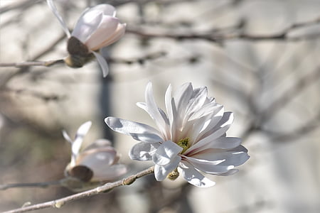 selective focus photo of white Magnolia flowers thumbnail
