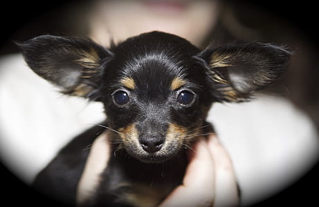 selective focus photography of Chihuahua puppy thumbnail