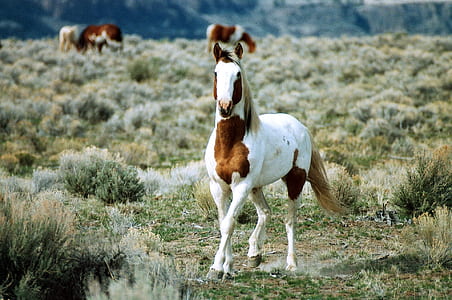 white and brown horse in the middle of green grass field during daytime thumbnail