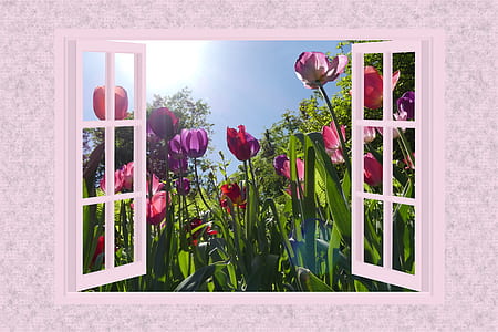 white glass windows and assorted-color flowers clip art thumbnail