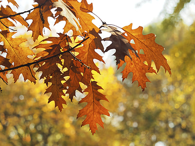 close up photo of brown leaves at daytime thumbnail