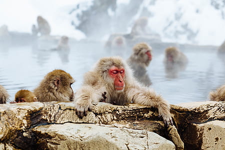 red faced brown monkey on brown stone beside body of water thumbnail