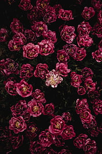 close up photography of pink and red rose flowers thumbnail