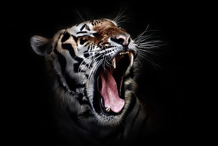 angry tiger photo thumbnail