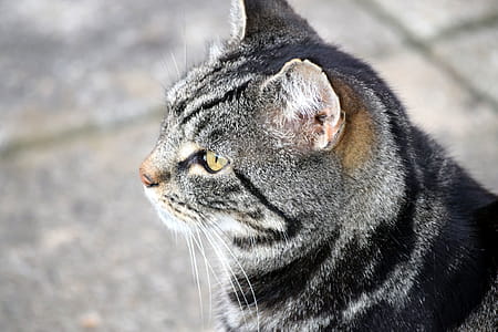Close up of a pet tabby cat thumbnail
