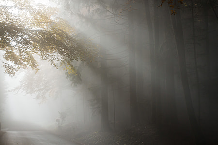 forest tree with fog during daytime thumbnail