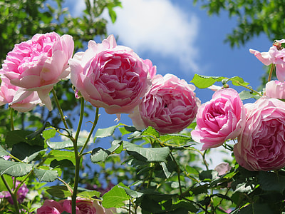 pink petaled flowers during day thumbnail
