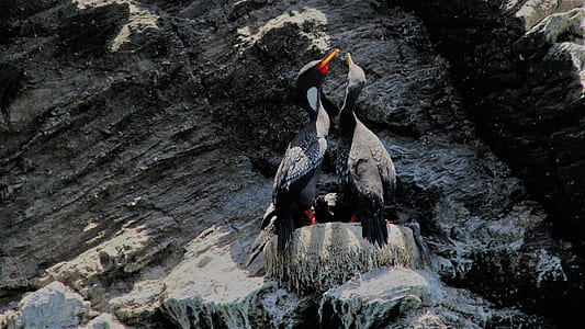 photo of two birds on nest thumbnail