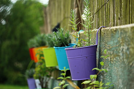 selective focus of green leaf plant on hanged pot thumbnail