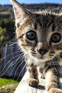 brown tabby cat thumbnail