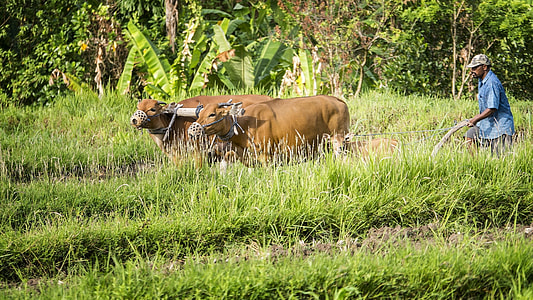 two brown cattle thumbnail