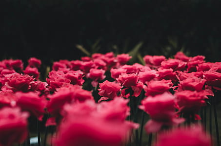 selective focus photograph of red roses thumbnail