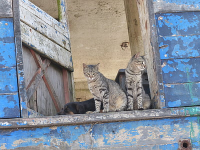 two brown tabby cats near brown wooden table thumbnail