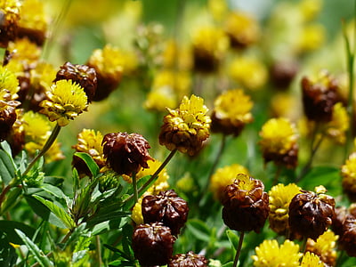 yellow petal flower thumbnail