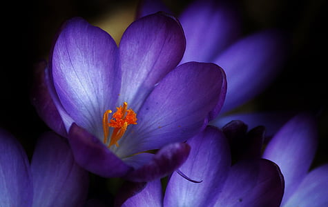 purple crocus flowers in bloom close up photo thumbnail